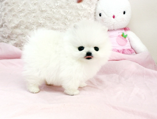 ZWERGSPITZ MINI POMERANIAN ZWERGSPITZ BOO WELPEN ZUM VERSCHENKEN.whatsapp Nummer (+37069673271)