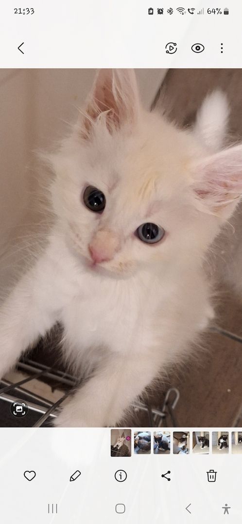 MAINE COON KITTEN MAINE COON KITTEN