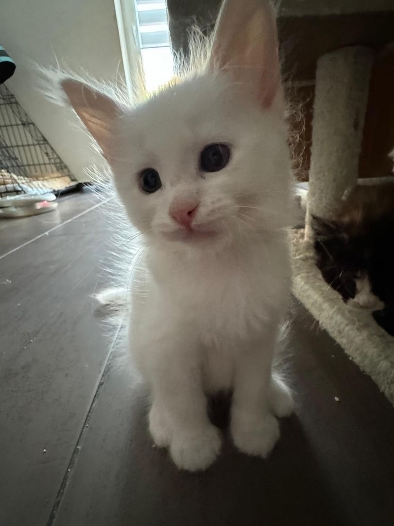 MAINE COON KITTEN MAINE COON KITTEN