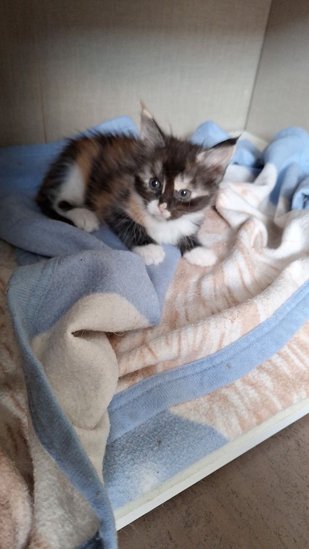 MAINE COON KITTEN MAINE COON KITTEN