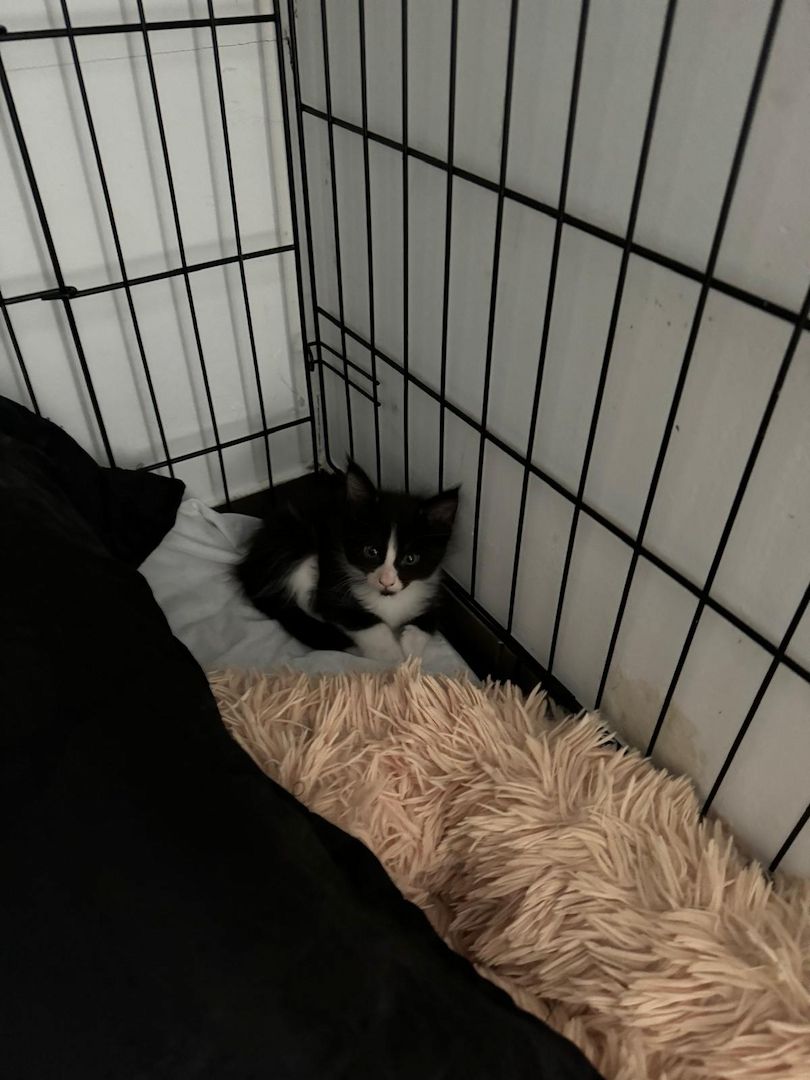 MAINE COON KITTEN MAINE COON KITTEN