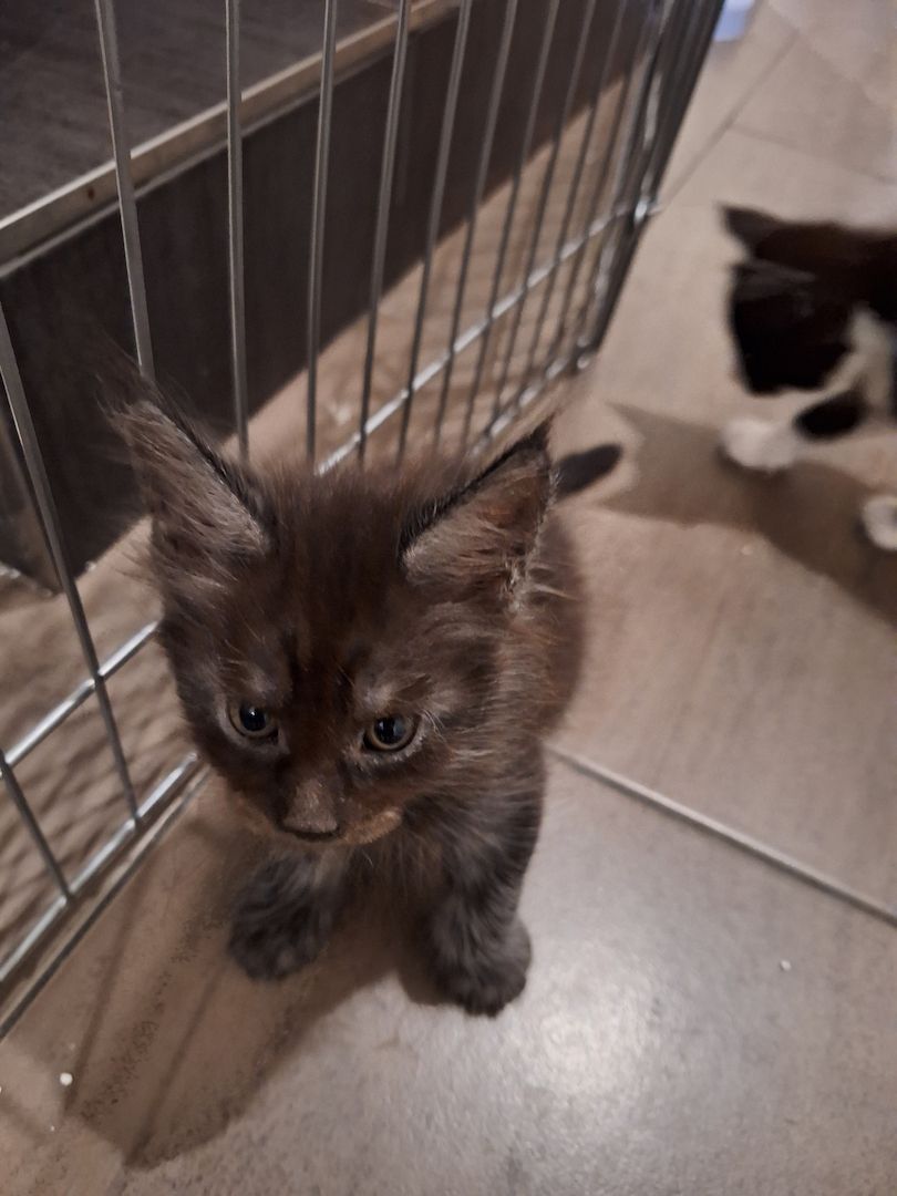 MAINE COON KITTEN MAINE COON KITTEN