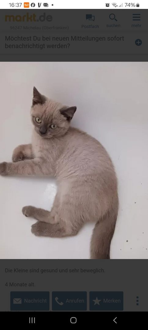 Kätzchen zu Verkaufen