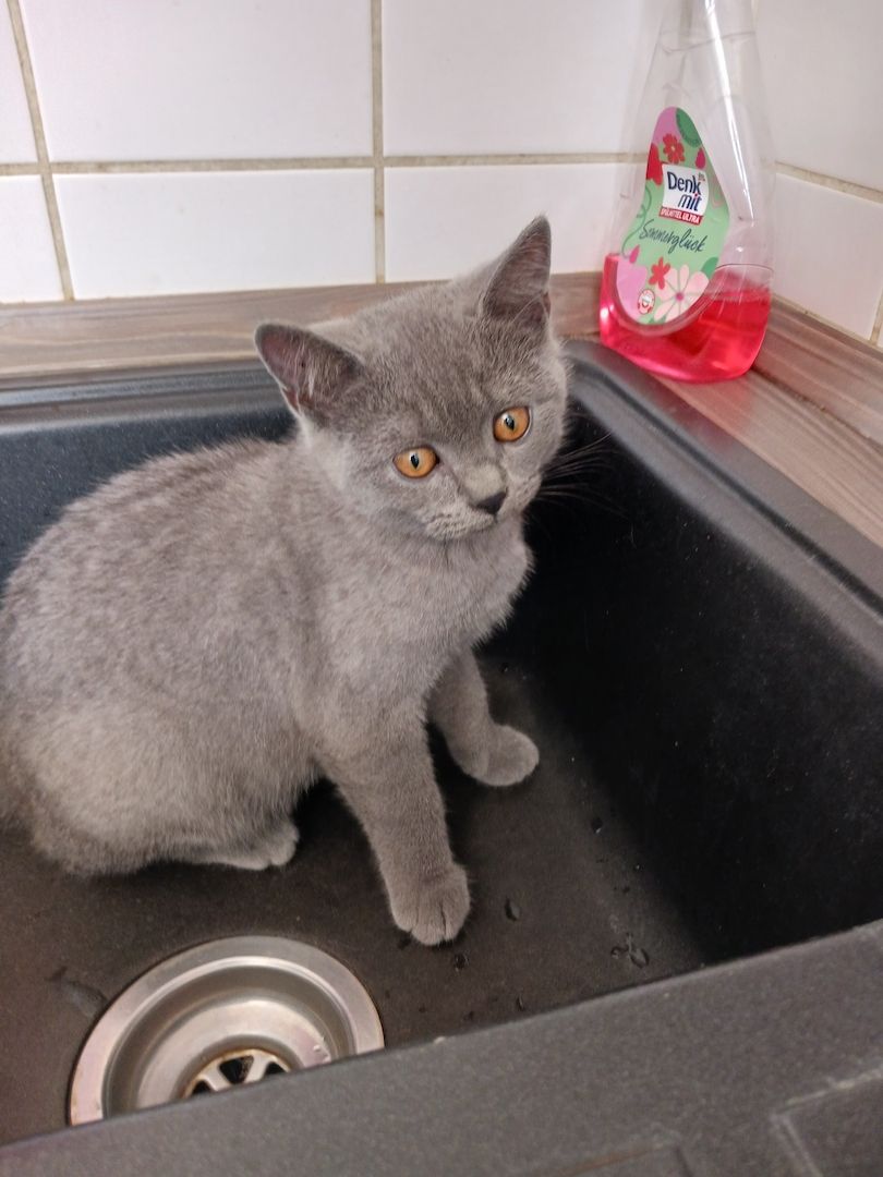 Kätzchen zu Verkaufen