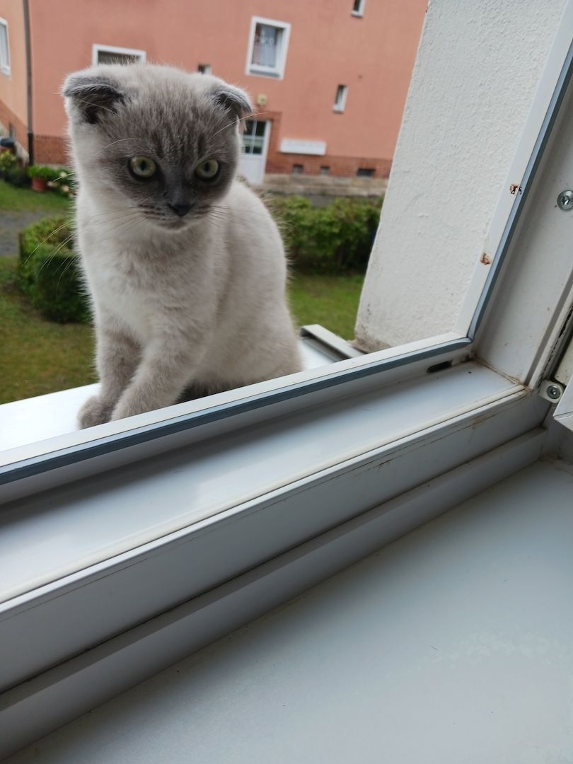 Kätzchen zu Verkaufen