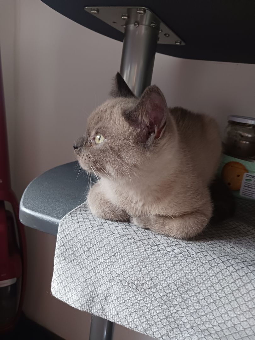 Kätzchen zu Verkaufen