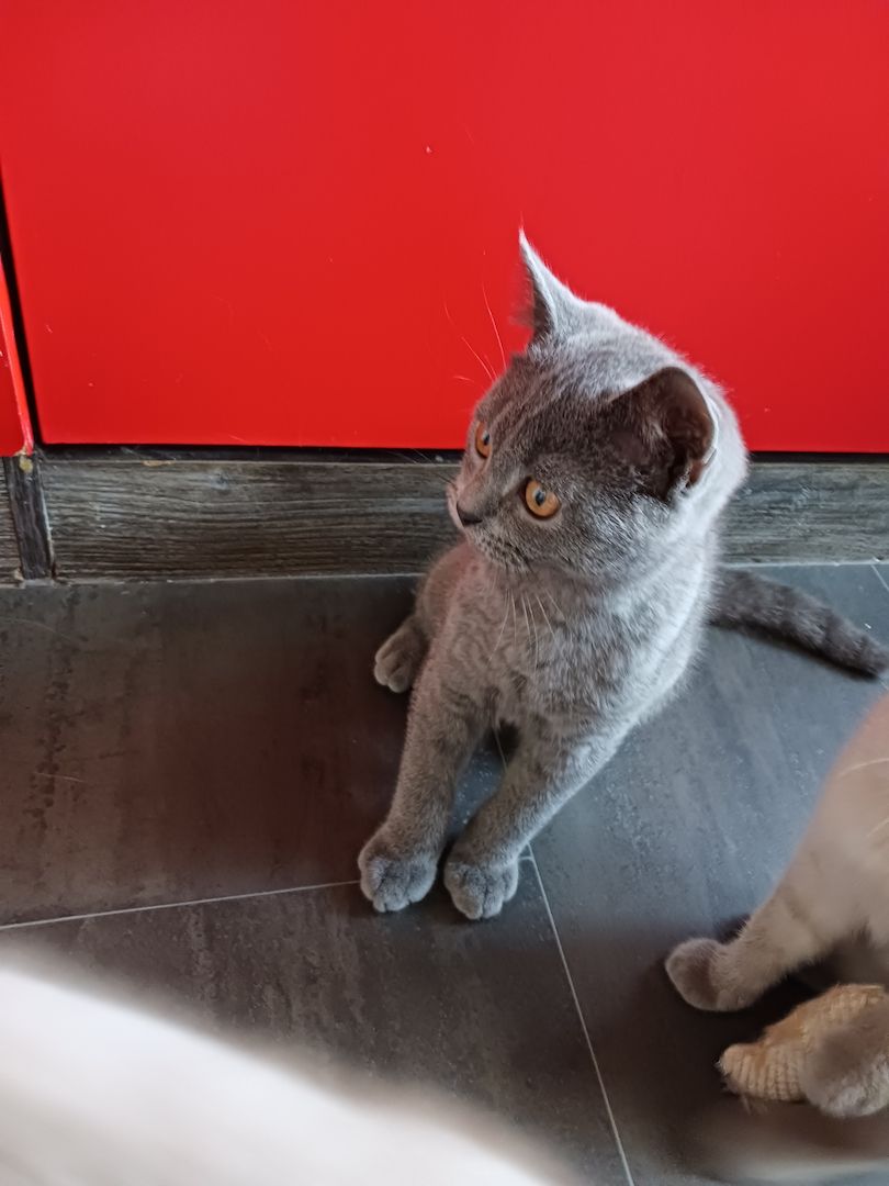 Kätzchen zu Verkaufen