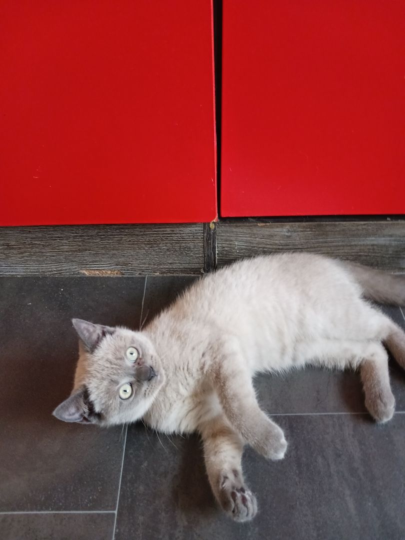 Kätzchen zu Verkaufen