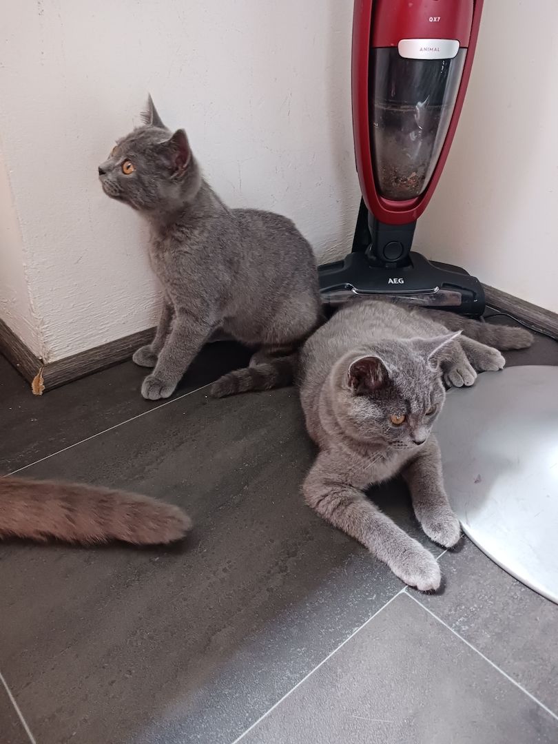 Kätzchen zu Verkaufen