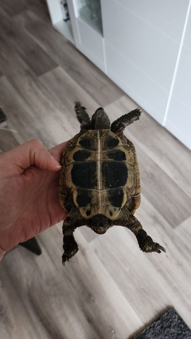 Verkauf Griechische Landschildkröten