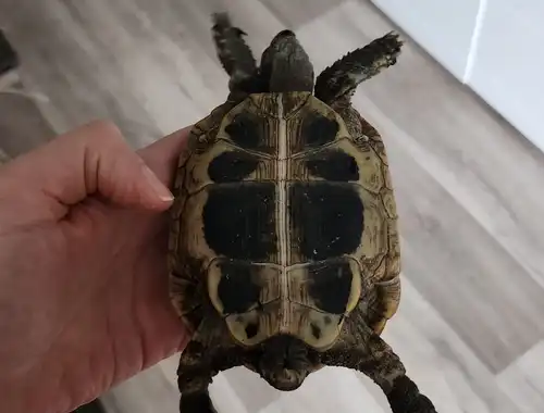 Verkauf Griechische Landschildkröten