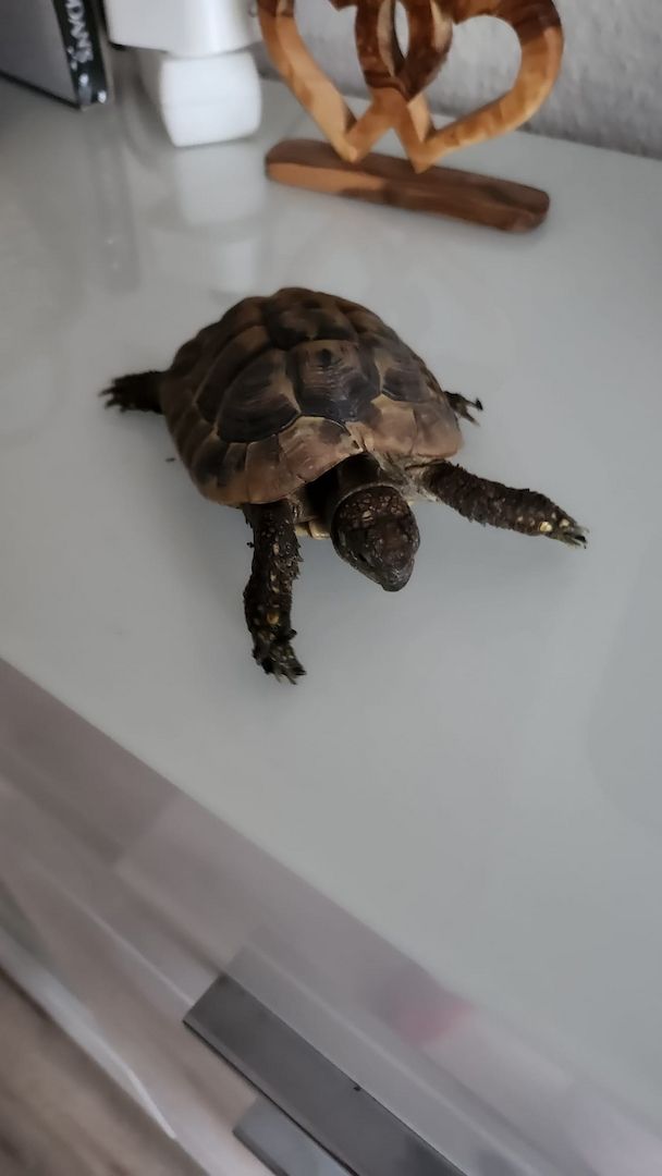 Verkauf Griechische Landschildkröten