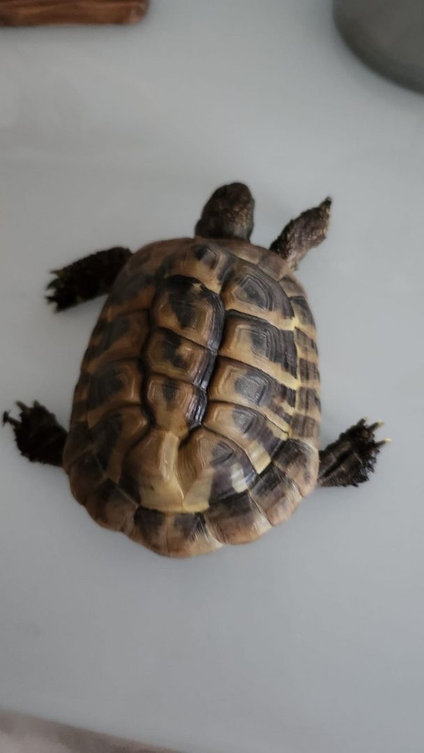 Verkauf Griechische Landschildkröten
