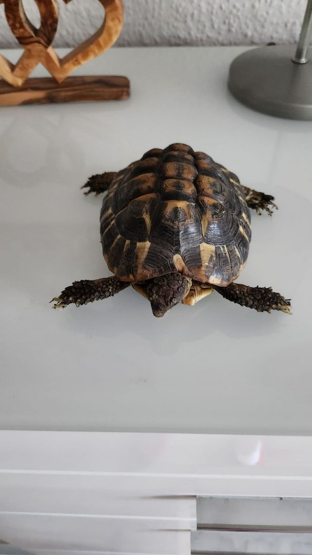 Verkauf Griechische Landschildkröten