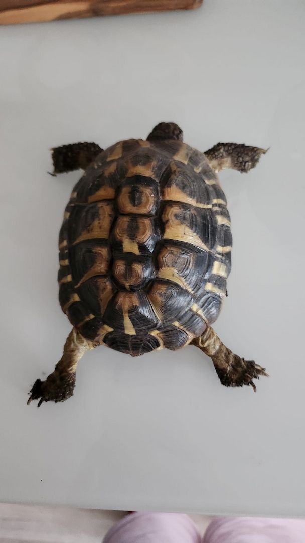 Verkauf Griechische Landschildkröten