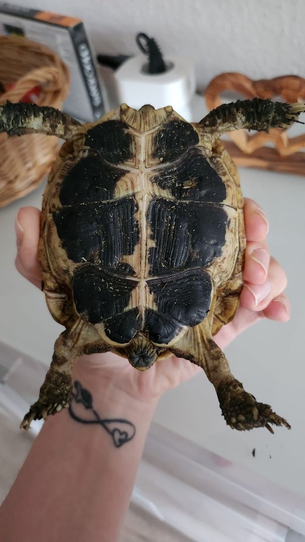 Verkauf Griechische Landschildkröten