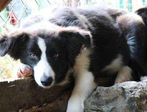 Bordercolliewelpen v. privat