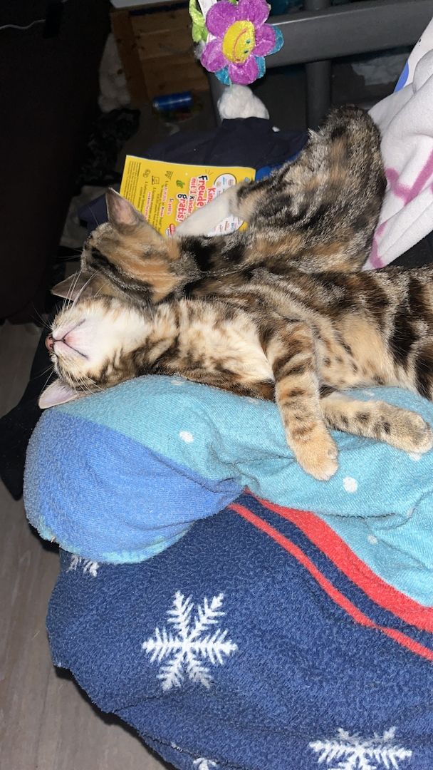 Kätzchen zu verkaufen