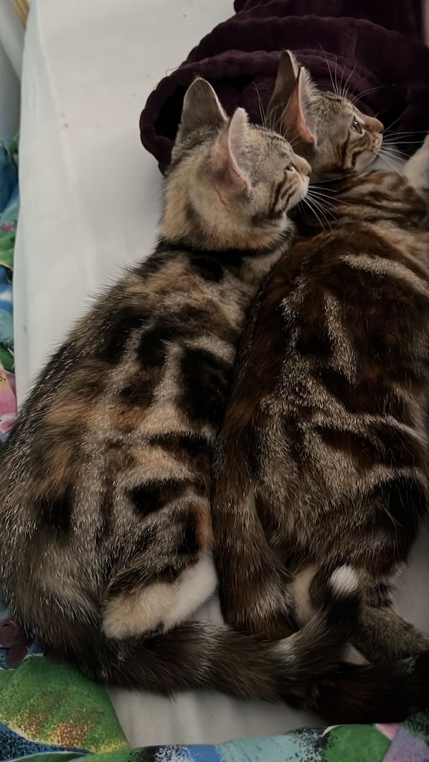 Kätzchen zu verkaufen