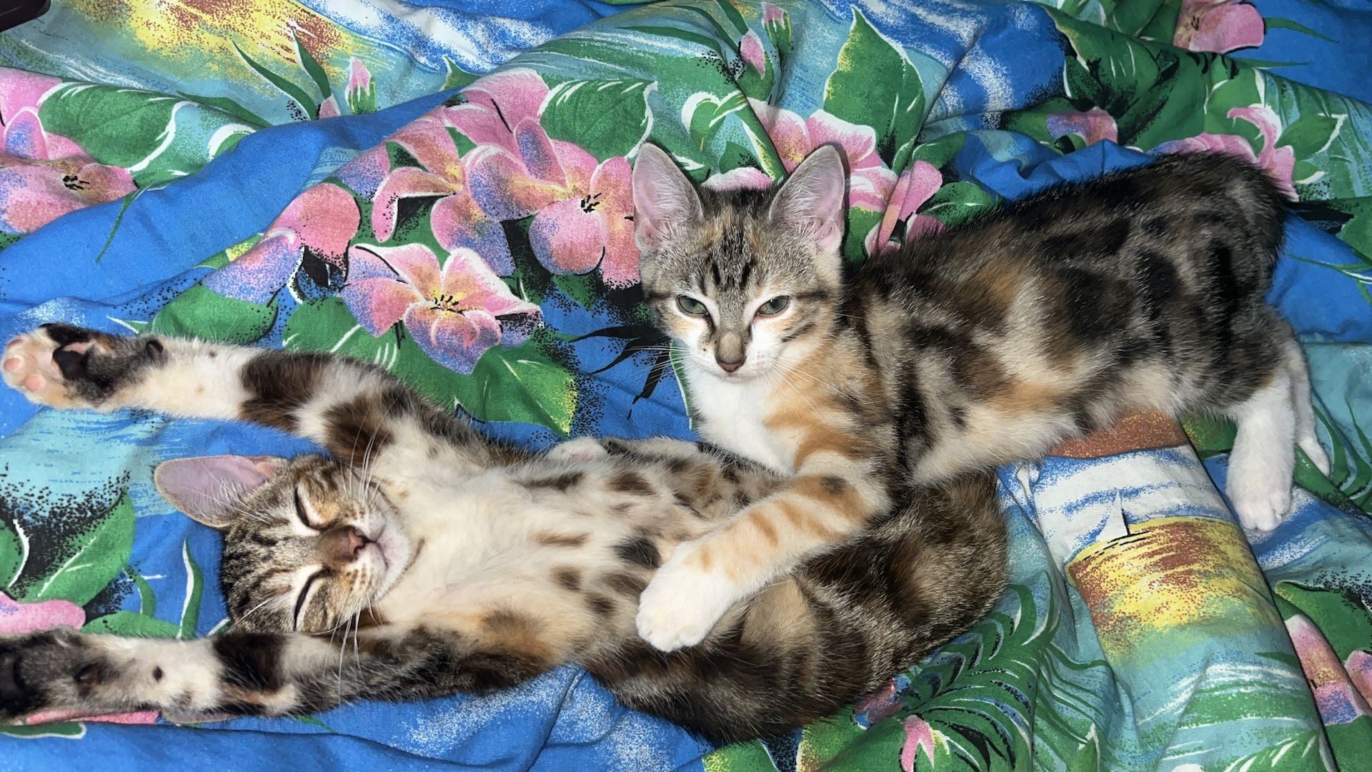 Kätzchen zu verkaufen