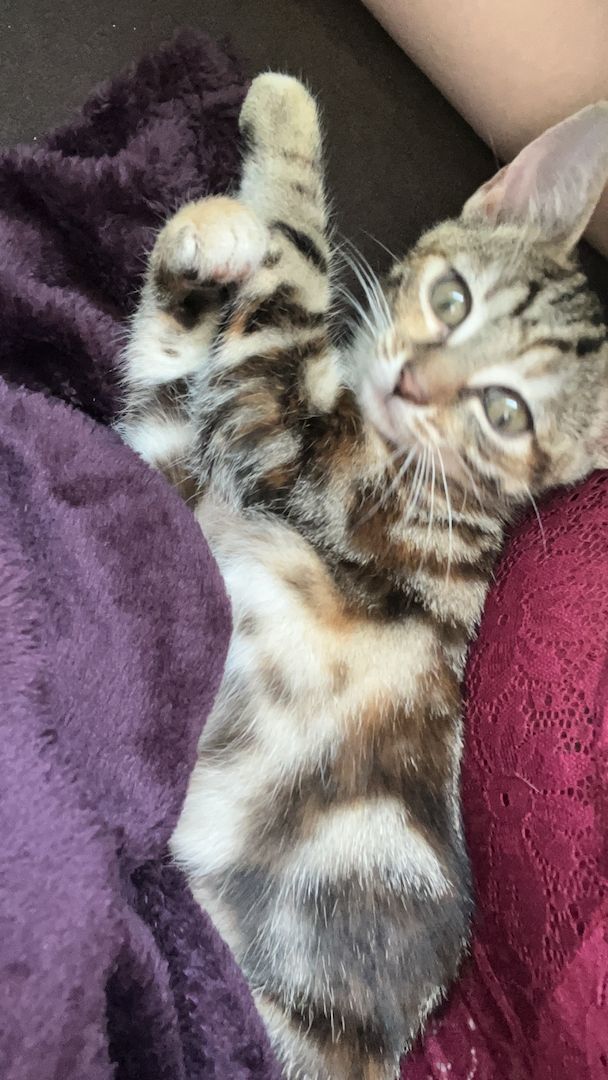 Kätzchen zu verkaufen