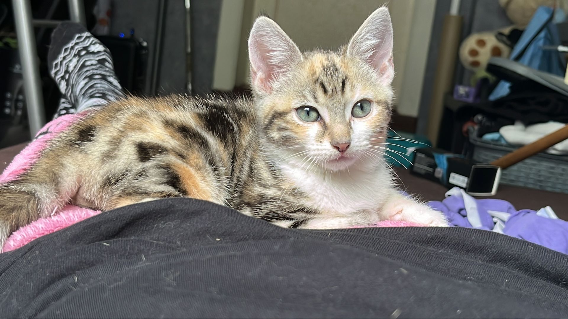 Kätzchen zu verkaufen