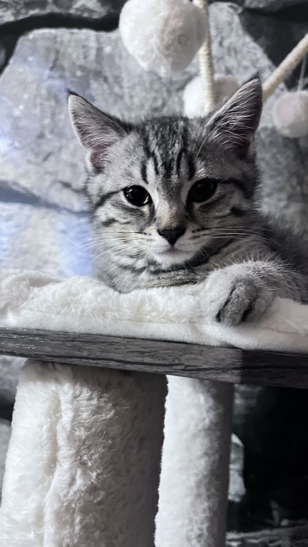 BKH Kitten Kater BKH Kitten Kater