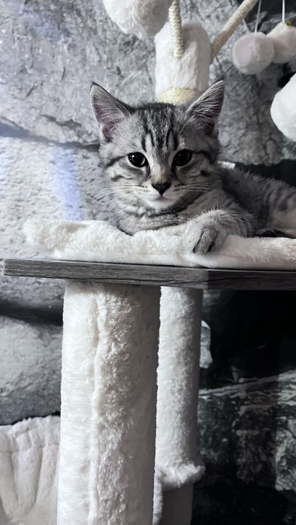 BKH Kitten Kater BKH Kitten Kater