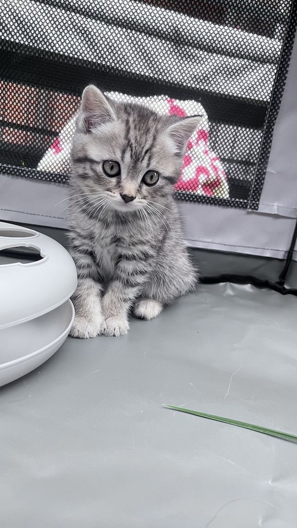 BKH Kitten Kater BKH Kitten Kater