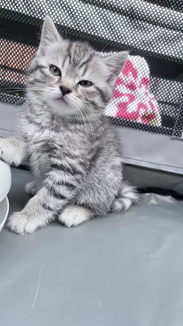 BKH Kitten Kater BKH Kitten Kater