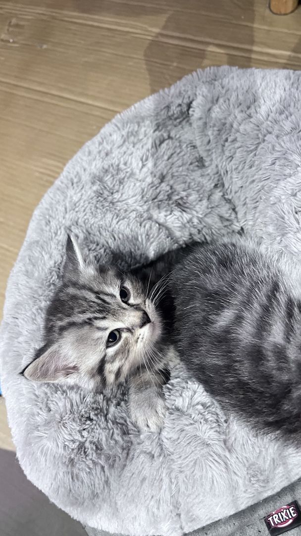 BKH Kitten Kater BKH Kitten Kater