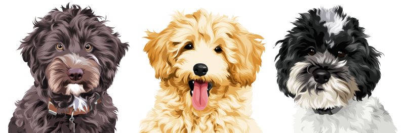 Schnoodle Minidoodle Welpen