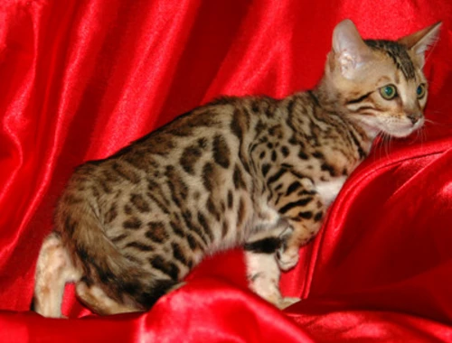 SuperMiniLeoparden BengalKatzen mit Papieren whatsapp Nummer (+37069673271)