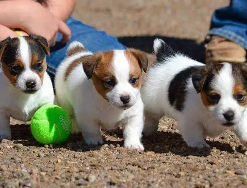 SuperJack-Russell-Terrier mit Papieren whatsapp Nummer (+37069673271)