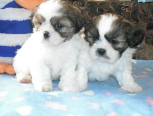 Shih Tzu Welpen mit Papieren whatsapp Nummer (+37069673271)