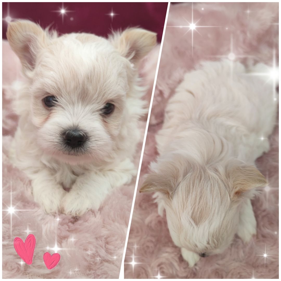 Biewer Yorkshire Terrier Golddust (wie Malteser, Havaneser, Bolonka Zwetna, Shih Tzu,Chihuahua) Biewer Yorkshire Terrier Golddust (wie Malteser, Havaneser, Bolonka Zwetna, Shih Tzu,Chihuahua)