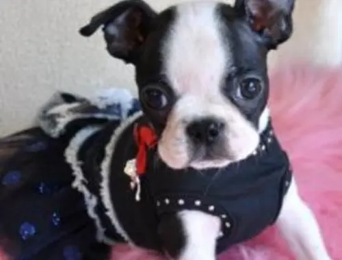 SuperBoston Terrier Welpen mit papieren whatsapp Nummer (+37069673271)