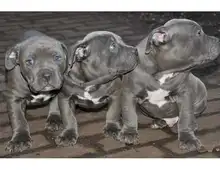 SuperAmerican Welpen Blue-Line Pit Bull Terrier whatsapp Nummer (+37069673271)