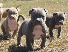 SuperBlueline welpen American Pitbull Terrier whatsapp Nummer (+37069673271)