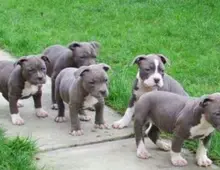 SuperAmerican Welpen Blue-Line Pit Bull Terrier whatsapp Nummer (+37069673271)