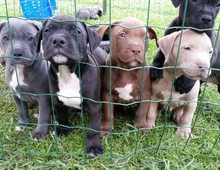 SuperBlueline welpen American Pitbull Terrier whatsapp Nummer (+37069673271)