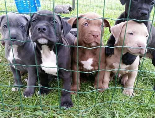 SuperBlueline welpen American Pitbull Terrier whatsapp Nummer (+37069673271)