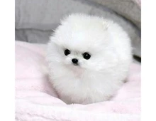 SuperPomeranian Zwergspitz Welpen ZUM VERSCHENKEN.whatsapp Nummer (+37069673271)