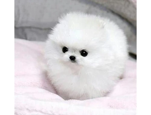 SuperPomeranian Zwergspitz Welpen ZUM VERSCHENKEN.whatsapp Nummer (+37069673271)