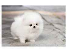 SuperZwergspitz Pomeranian Welpen mit papieren whatsapp Nummer (+37069673271)