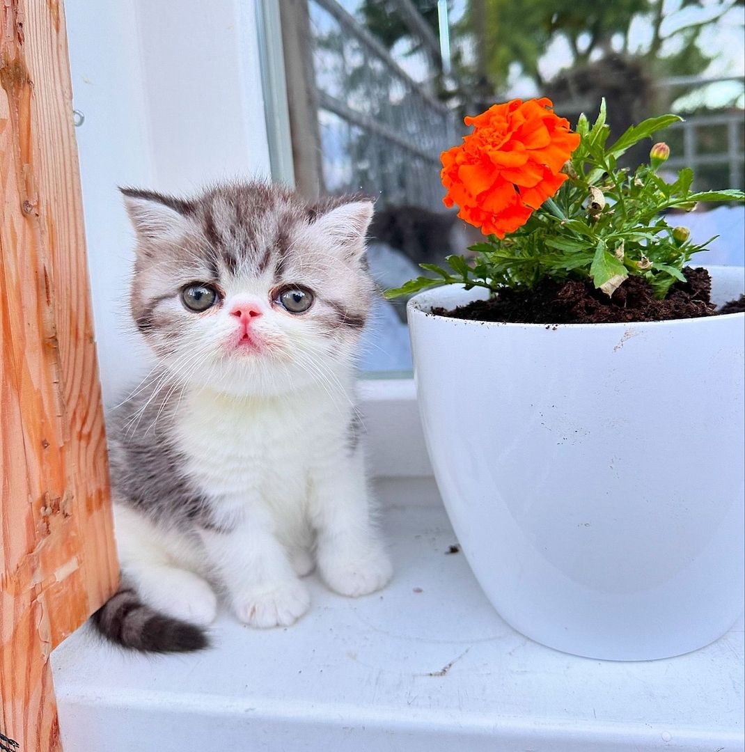 Exotic Shorthair Kitten (männlich): Fibie sucht eine neue Familie