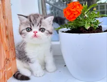 Exotic Shorthair Kitten (männlich): Fibie sucht eine neue Familie