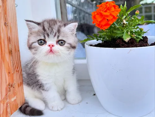 Exotic Shorthair Kitten (männlich): Fibie sucht eine neue Familie