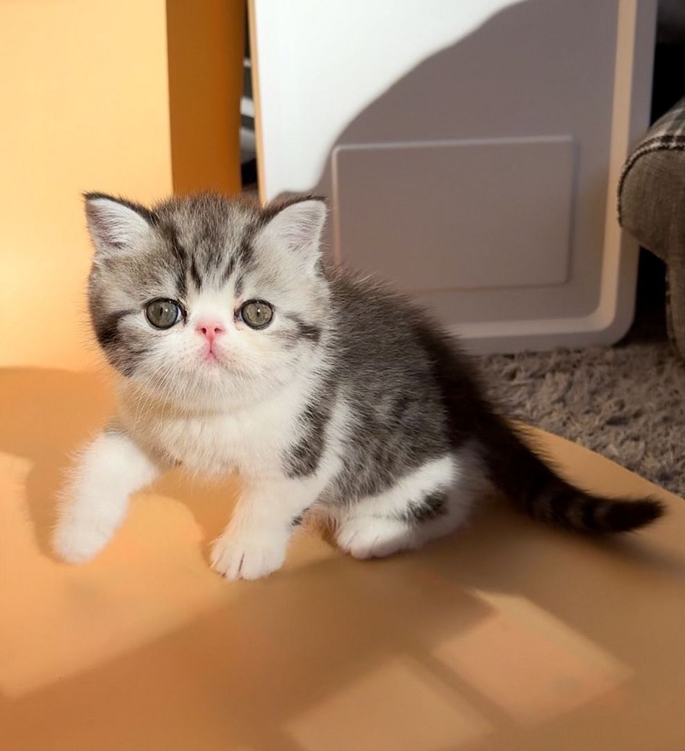 Exotic Shorthair Kitten (männlich): Fibie sucht eine neue Familie