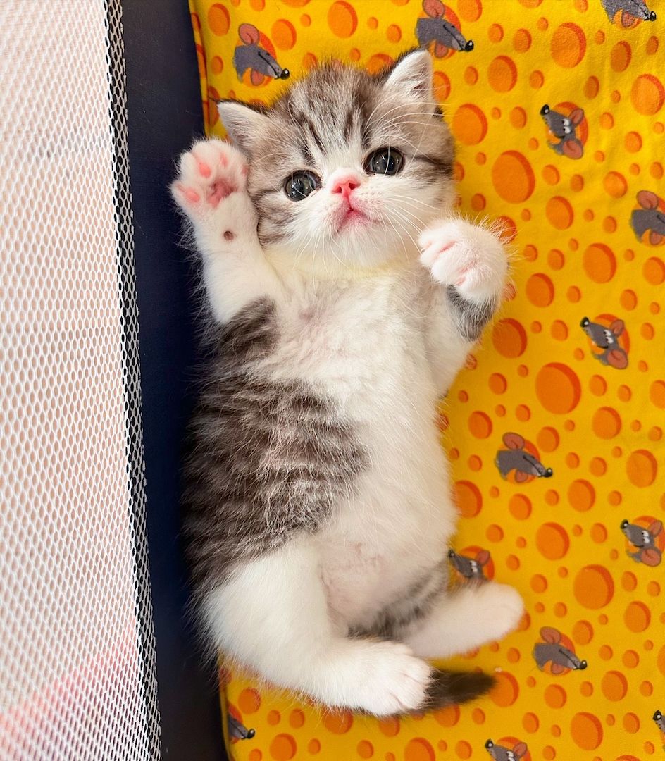 Exotic Shorthair Kitten (männlich): Fibie sucht eine neue Familie